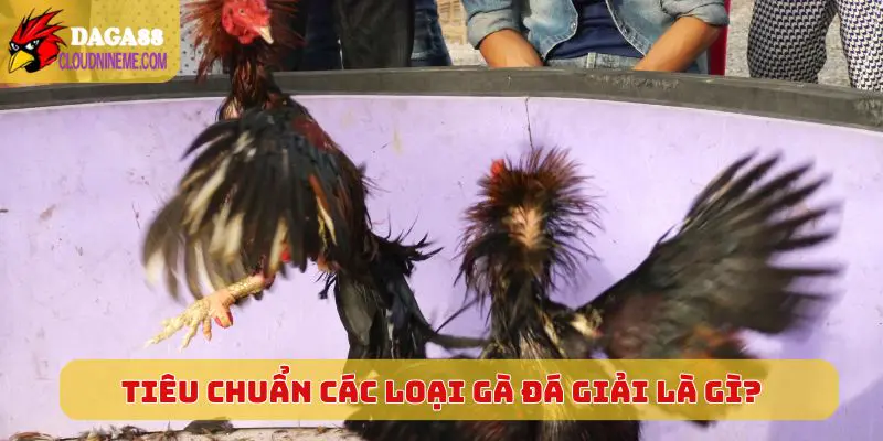 Tiêu chuẩn cơ bản của các loại gà đá giải là gì?